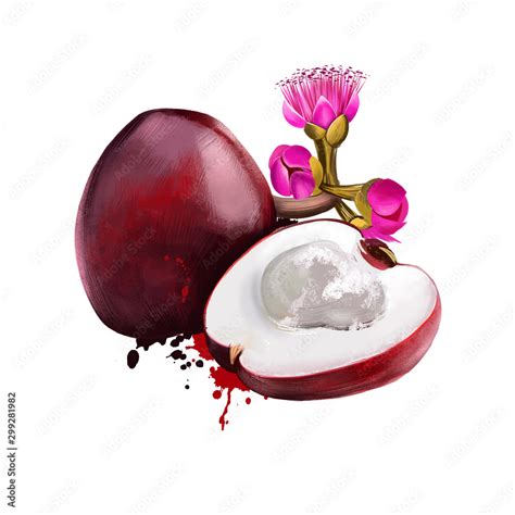 makopa clipart|Makopa / Syzygium malaccense / MALAY APPLE, .